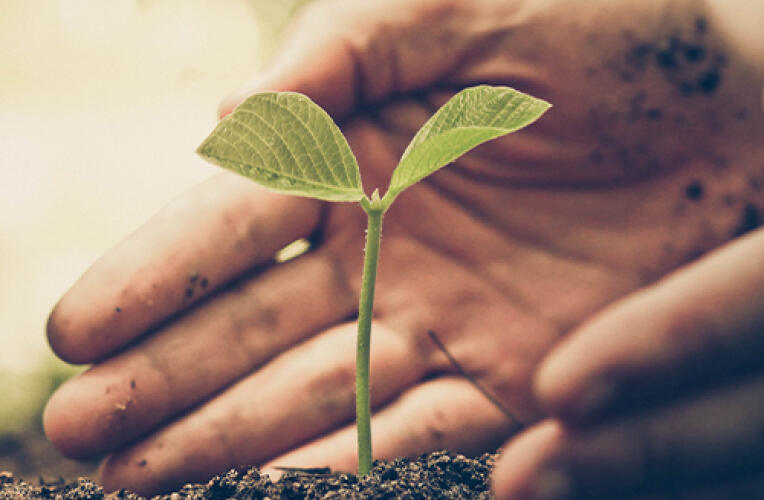 Hand schützt eine kleine Pflanze