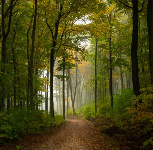 Eine schmale Straße führt durch einen Laubwald an einem nebligen Herbsttag. Bunte Blätter bedecken den Boden und die Bäume leuchten in warmen Herbstfarben.
