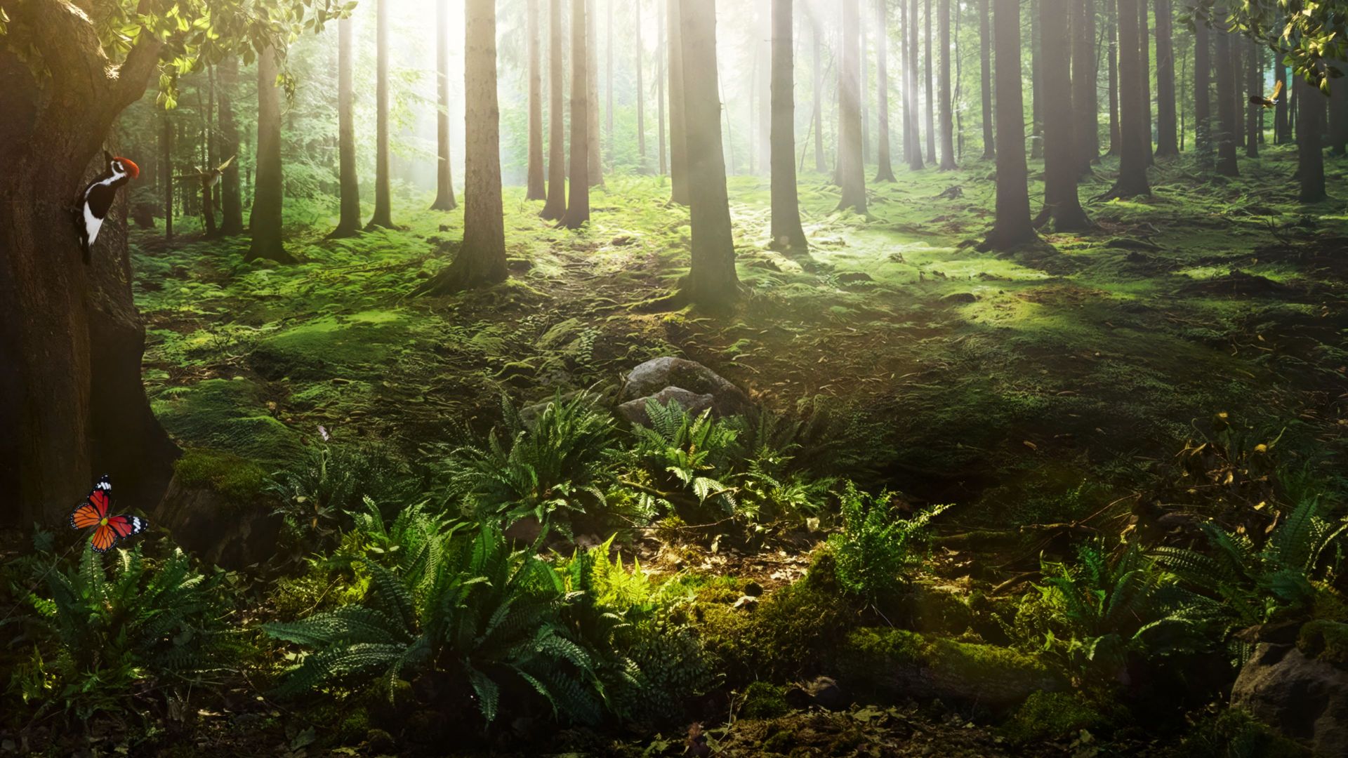 Sonnenlicht durchflutet einen dichten, moosbedeckten Wald. Im Vordergrund wachsen Farne, ein Schmetterling sitzt auf einer Pflanze. Links klettert ein Buntspecht an einem Baumstamm hoch. Im Hintergrund fliegen weitere Vögel zwischen den Bäumen.