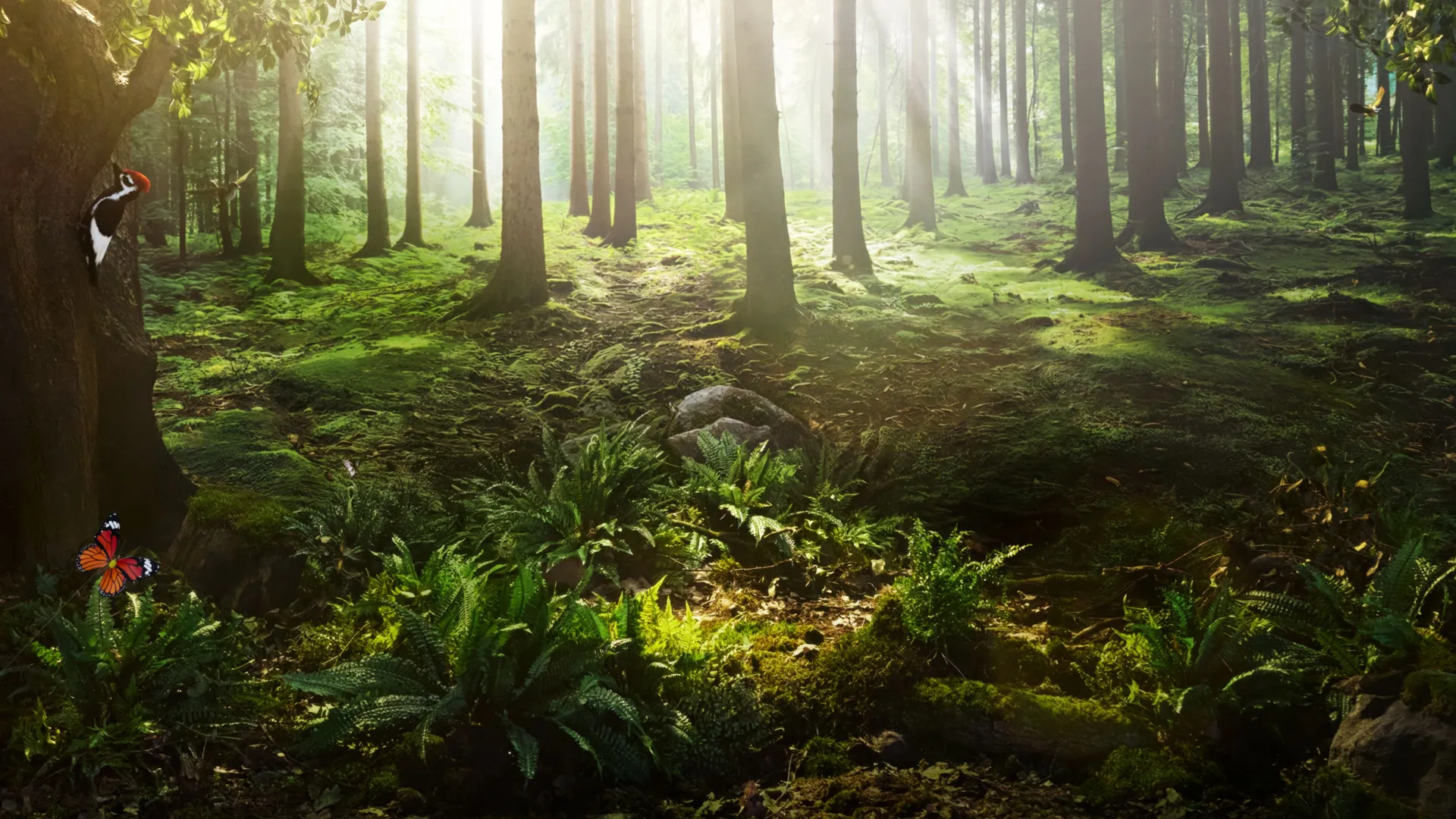 Sonnenlicht durchflutet einen dichten, moosbedeckten Wald. Im Vordergrund wachsen Farne, ein Schmetterling sitzt auf einer Pflanze. Links klettert ein Buntspecht an einem Baumstamm hoch. Im Hintergrund fliegen weitere Vögel zwischen den Bäumen.