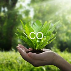 Junge grüne Pflanze wächst aus einer Wiese im Sonnenlicht, im Hintergrund unscharfer Wald. Über der Pflanze steht „CO₂“, umgeben von Icons zu Nachhaltigkeitsthemen wie Energie, Recycling, Wasser, Natur und Wohnen. Die Bildquelle ist iStock, Credit: simpson33. Das Bild symbolisiert CO₂-Reduktion und umweltfreundliches Wachstum.
