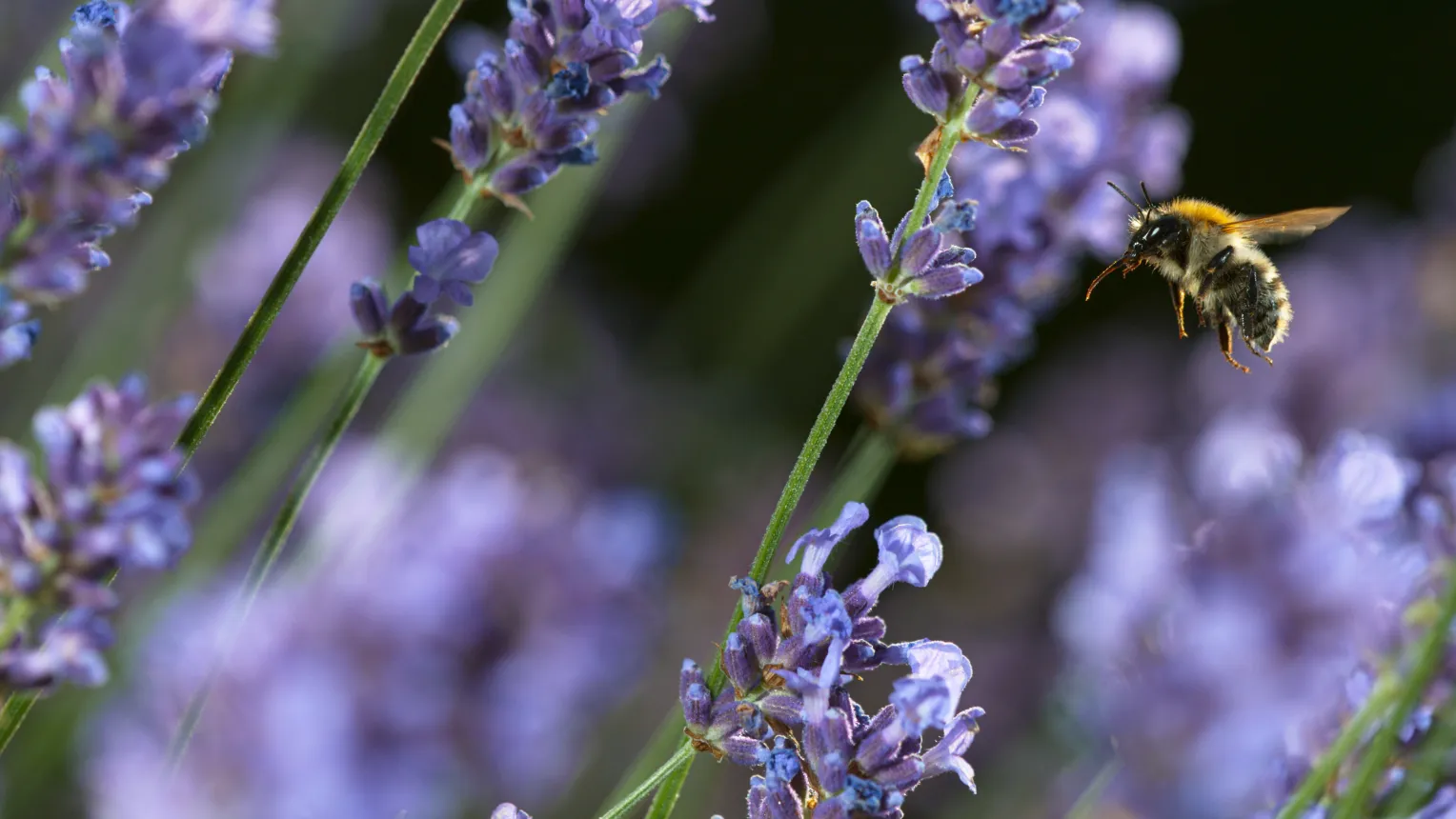 Nahaufnahme einer fliegenden Biene vor violetten Lavendelblüten, mit unscharfem Hintergrund.