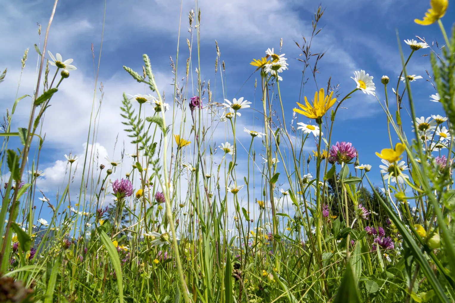 Wiese mit Wildblumen bei sonnigem Wetter, darunter Gänseblümchen, gelbe Margeriten und Klee, aufgenommen aus der Froschperspektive mit blauem Himmel und weißen Wolken im Hintergrund.