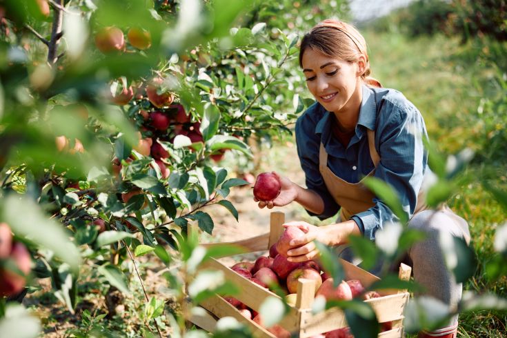 Frau mit Schürze erntet rote Äpfel in einem Apfelgarten und legt sie in eine Holzkiste.