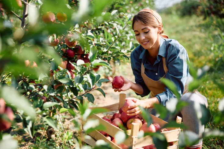 Frau mit Schürze erntet rote Äpfel in einem Apfelgarten und legt sie in eine Holzkiste.