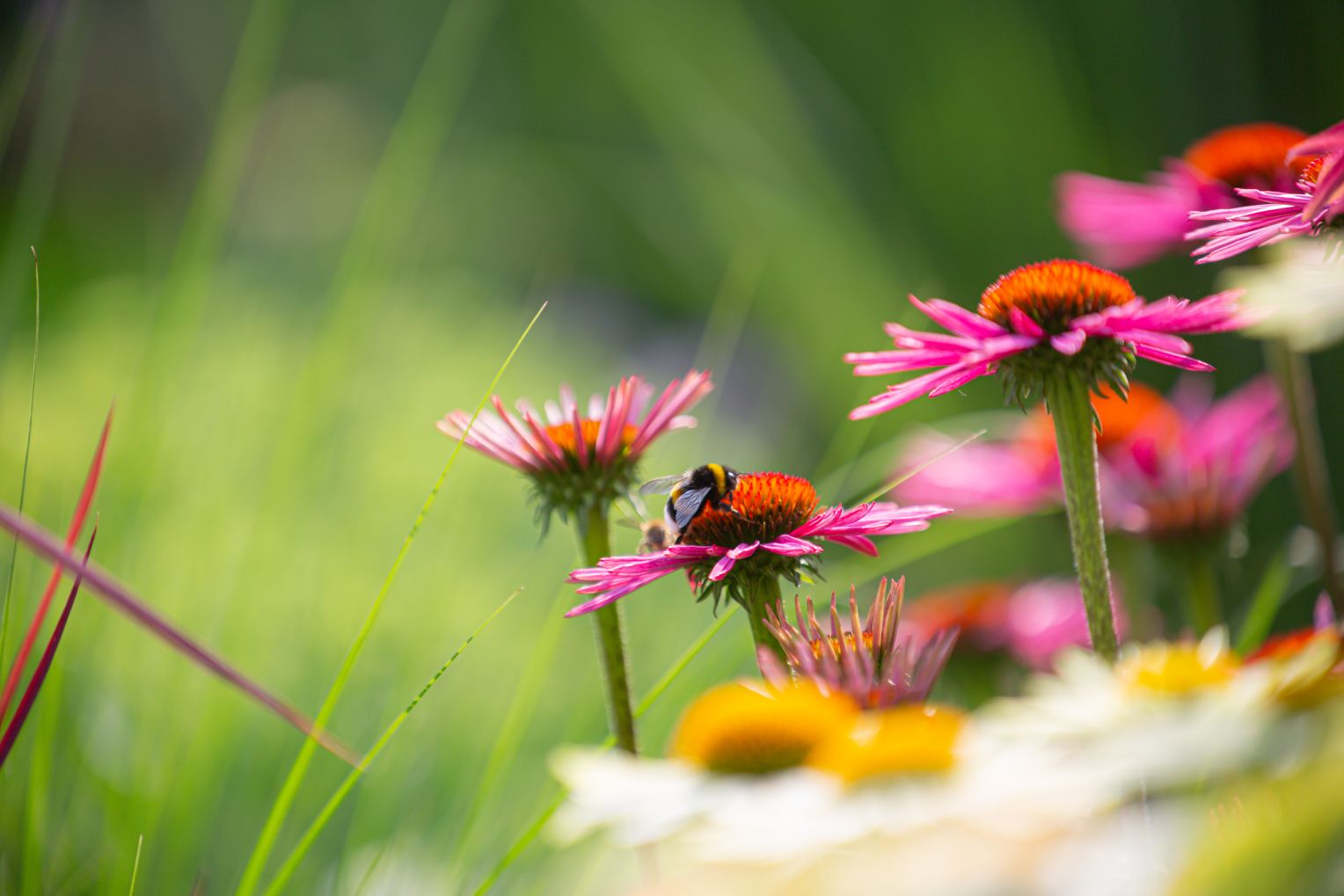 Eine Hummel sitzt auf einer pinken Blume auf einer sommerlichen Wiese. Im Hintergrund sind weitere bunte Blüten und grüne Halme unscharf zu sehen.