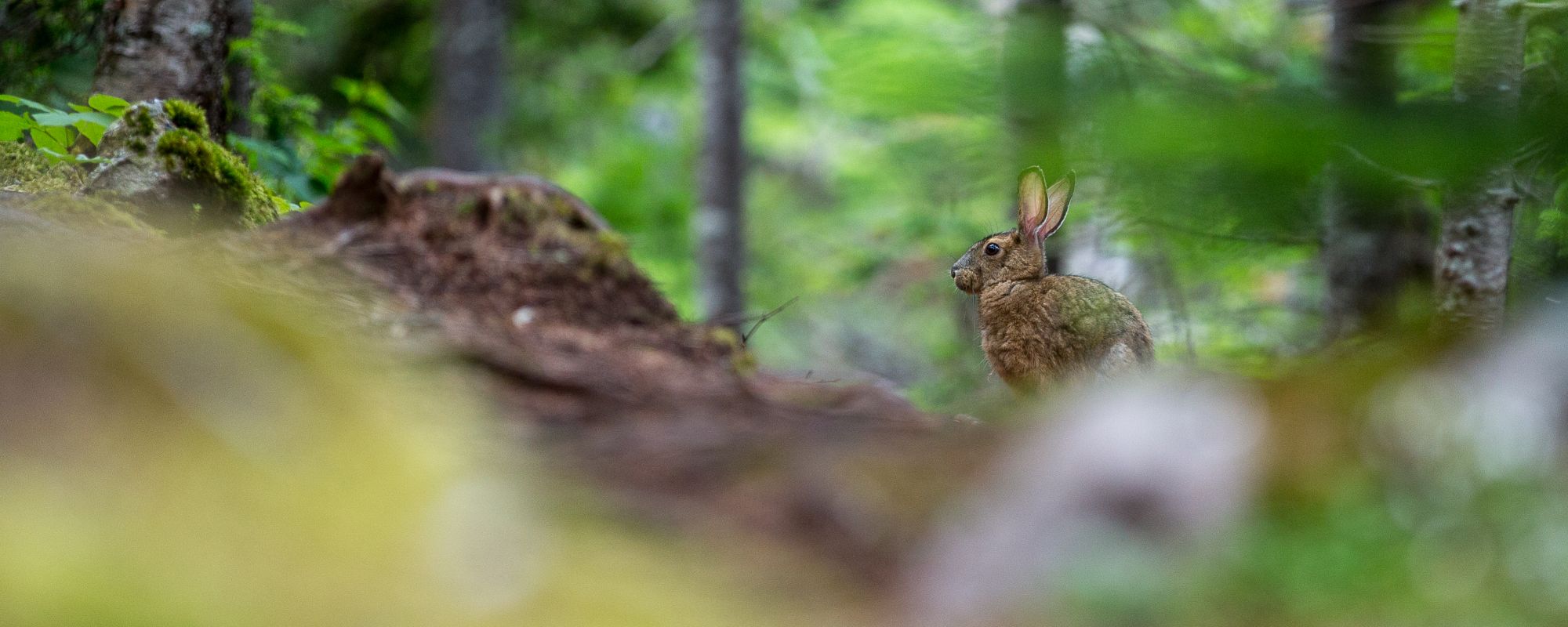 Ein Wildkaninchen sitzt im Wald zwischen Bäumen und Moos. Das Tier blickt aufmerksam zur Seite, umgeben von natürlicher Vegetation.