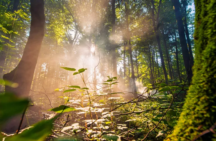 grüner Wald
