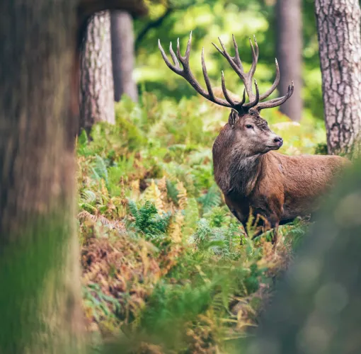 Hirsch steht im Wald