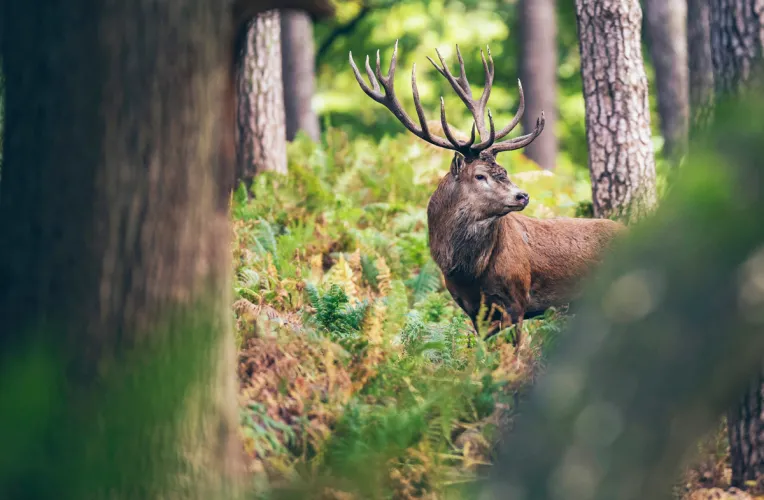Hirsch steht im Wald