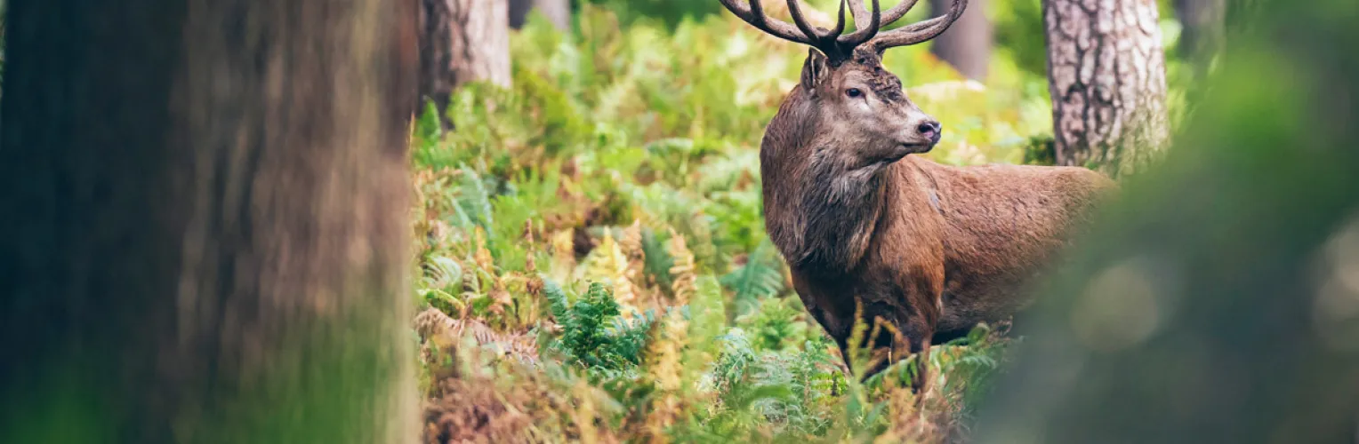 Hirsch steht im Wald