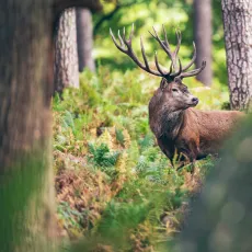 Hirsch steht im Wald