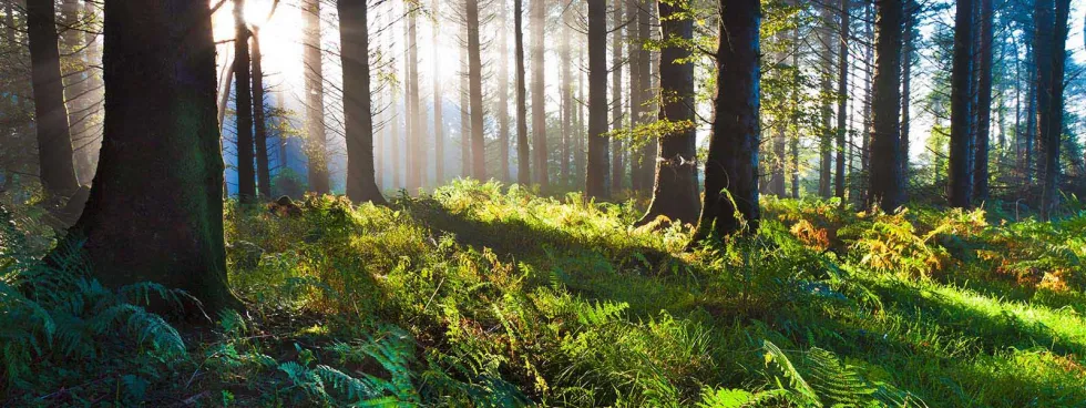 Waldlichtung in Niedersachsen