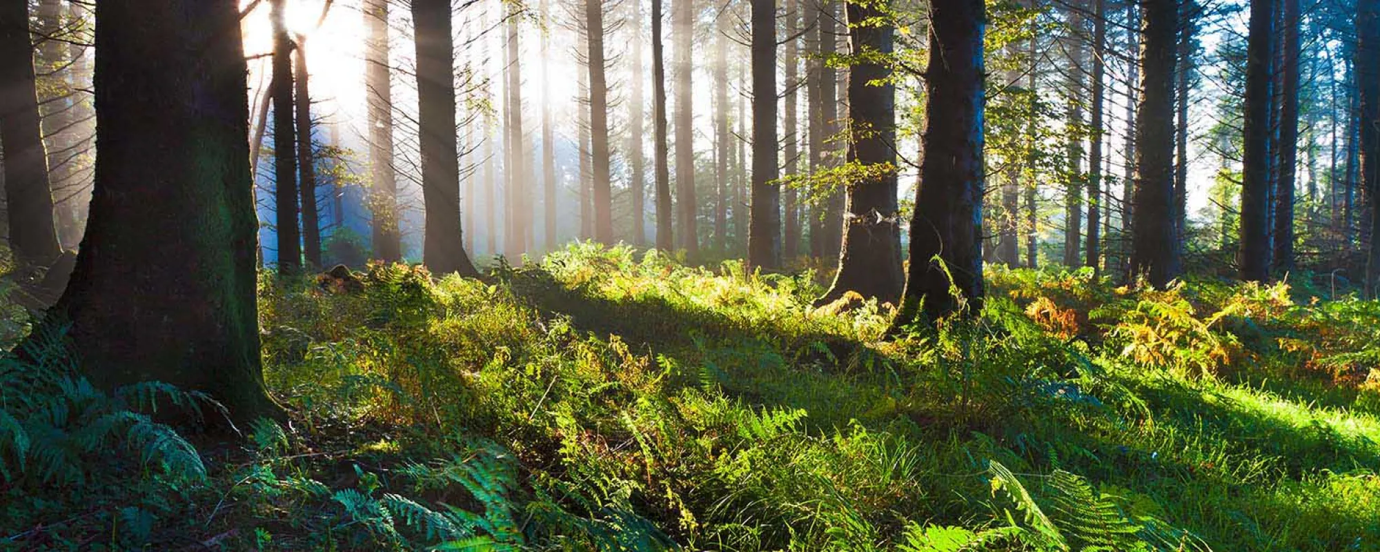 Waldlichtung in Niedersachsen