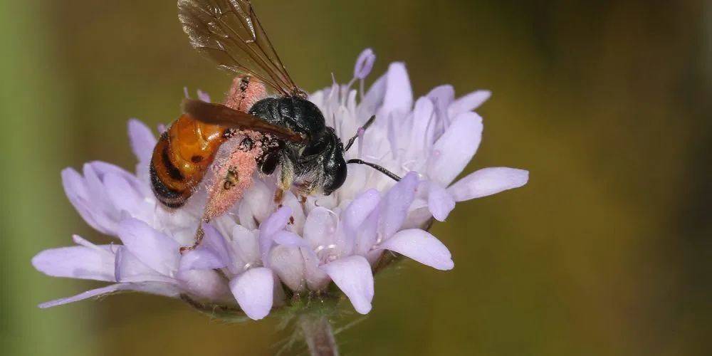 Wildbiene in einer Blume