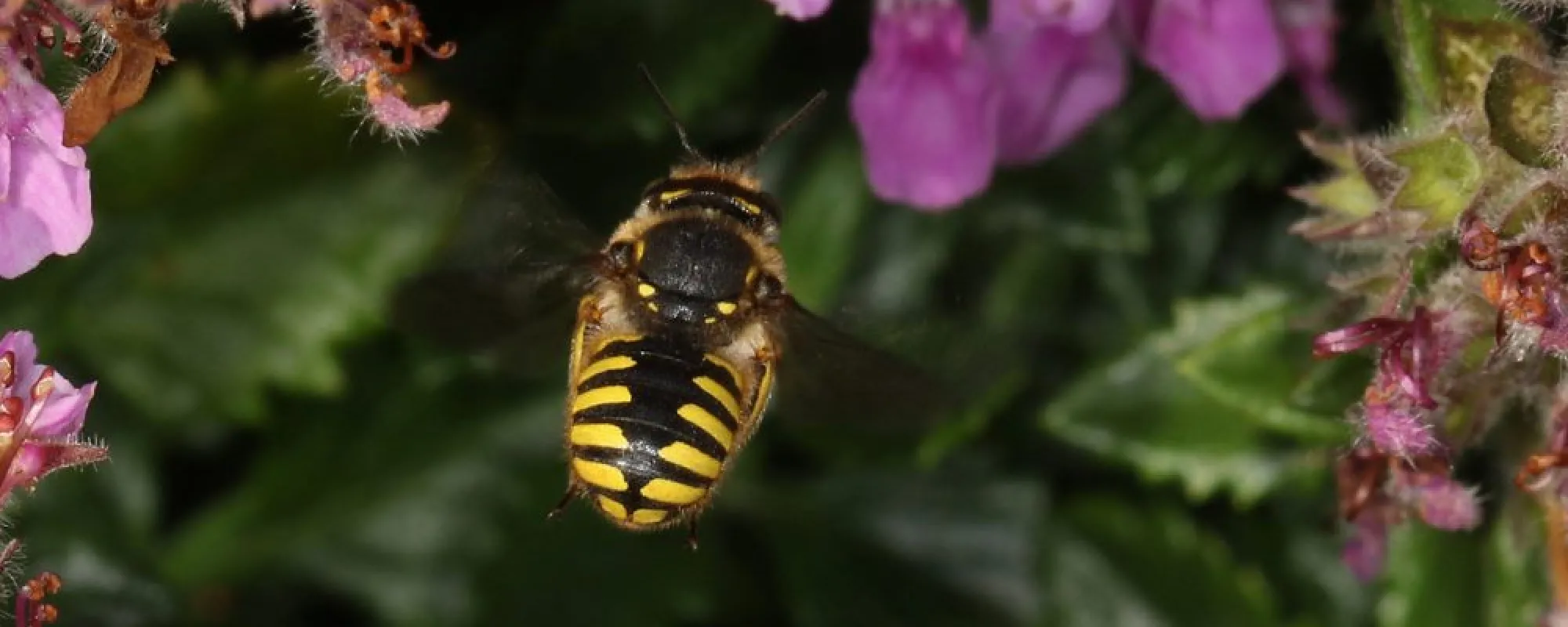Wildbiene fliegt zwischen Blüten