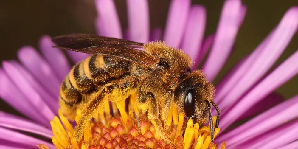 Wildbiene mitten in einer Blüte