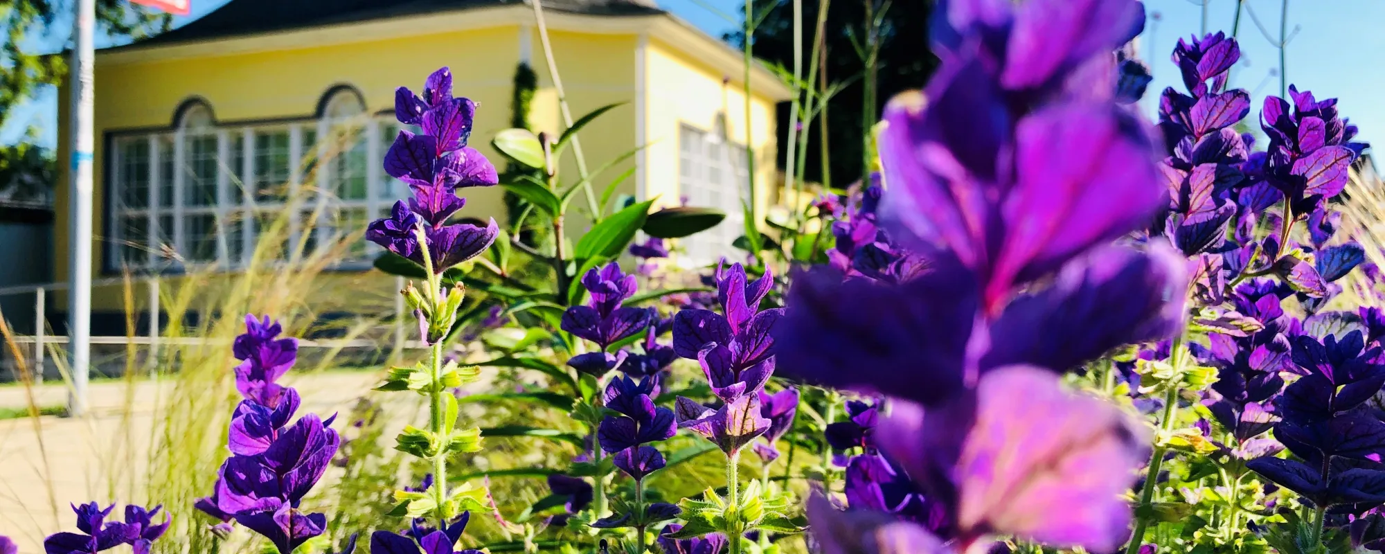 Violette Frühlingsblumen im Vordergrund, dahinter unscharf das gelbe Haus Kassel im Kurpark Bad Nenndorf.