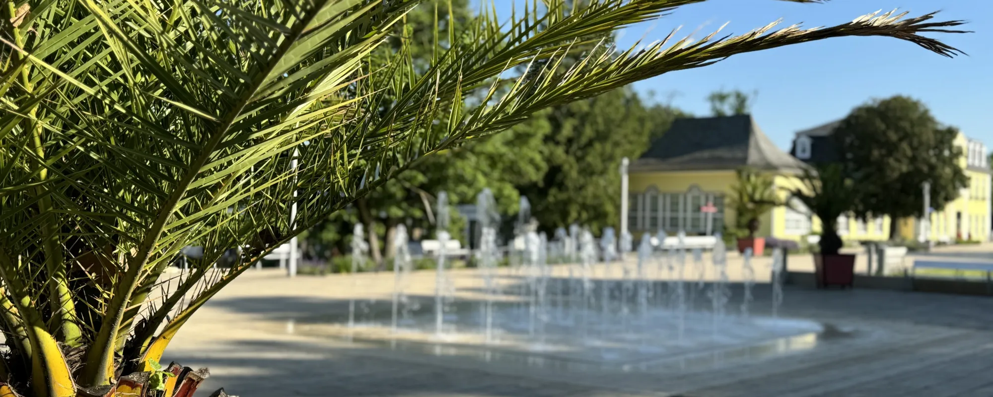 Palme im Vordergrund, dahinter ein Springbrunnen und das Haus Kassel an der Promenade.