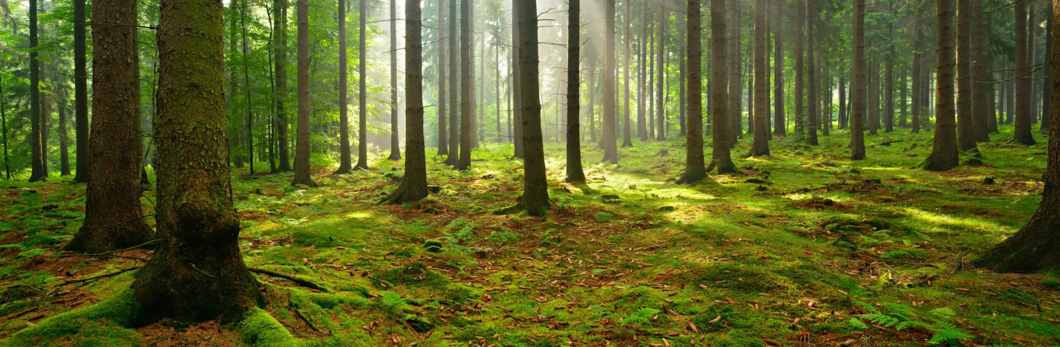 grüner Wald