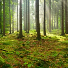 grüner Wald