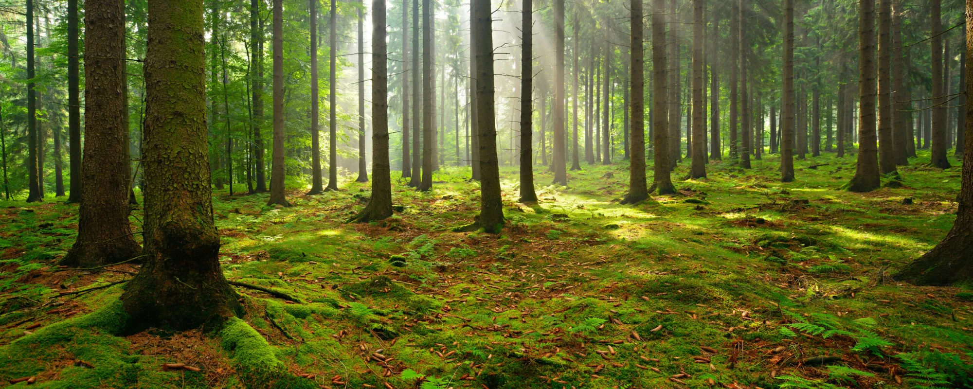 grüner Wald