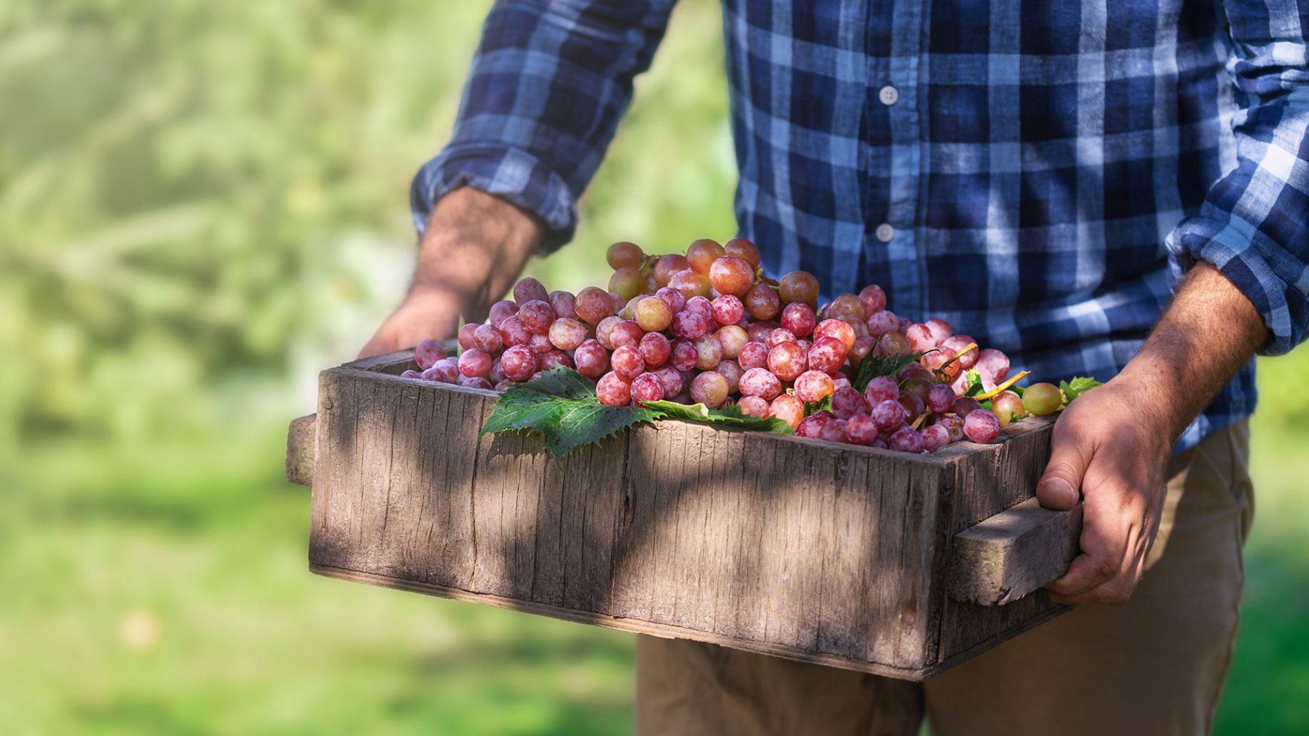 Die Schorle: Facts zu Saft- und Weinschorle | VILSA Glossar