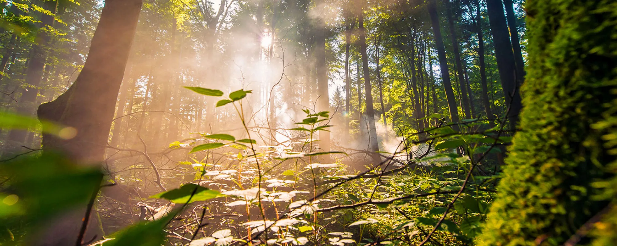 Wald im Sonnenlicht