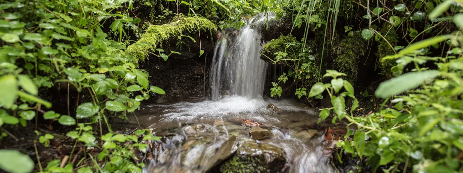 VILSA Quelle: eine sprudelnde Quelle im Wald