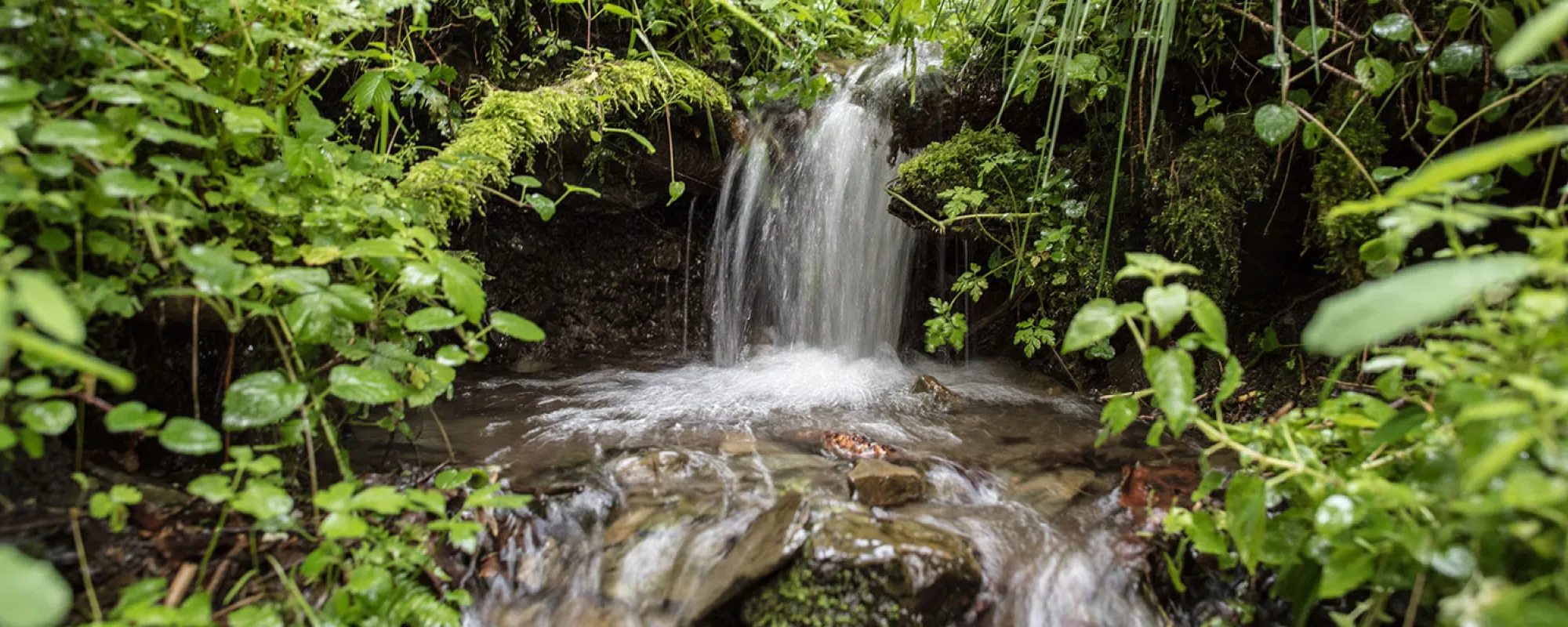VILSA Quelle: eine sprudelnde Quelle im Wald