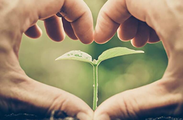 Hände formen ein Herz um einen Setzling