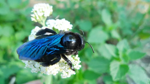 Blaue Holzbiene sitzt auf Blume
